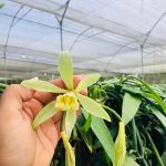 La flor de la vainilla